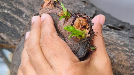 Touch of hand on the surface of tree bark. Love of trees. Contact with natural life. Horizontal Photo.