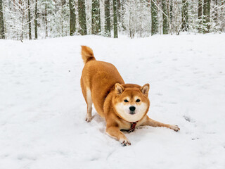 Funny friendly brown Shiba Inu dog in the winter forest