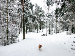 Funny friendly brown Shiba Inu dog in the winter forest