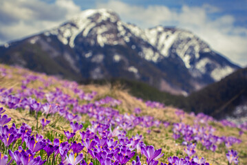 Dolina Chocholowska with blossoming purple crocuses or saffron flowers,Tatra mountains, Poland.