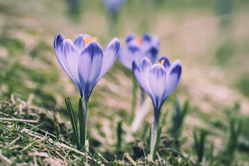 Spring crocus flowers, Easter background