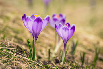Spring crocus flowers, Easter background