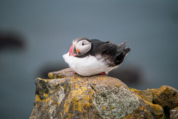 Single atlantic puffin in Iceland, animal outdoor background