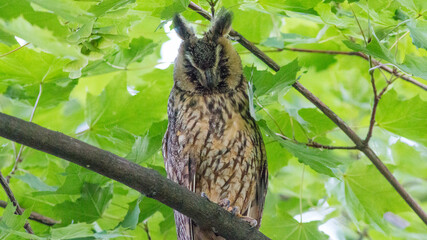 bird on a tree