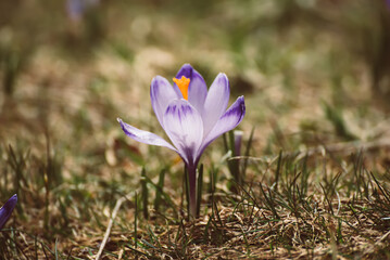 Spring crocus flower. Seasonal Easter background.