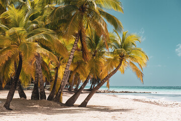 Tropical Caribbean beach, Dominican Republic