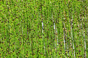 full-frame shot of a dense field of tall, slender green plants with dark seed heads, likely a type...
