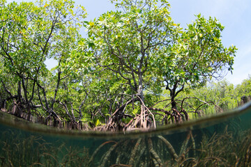 Sunlight filters down into an extensive mangrove forest found on the island of Lembata in the Lesser Sunda Islands of Indonesia. Mangroves play a vital ecological role and are tied to coral reefs.