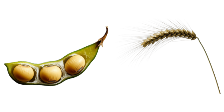 PNG split bean pod and wheat stalk form a collage on transparent background.