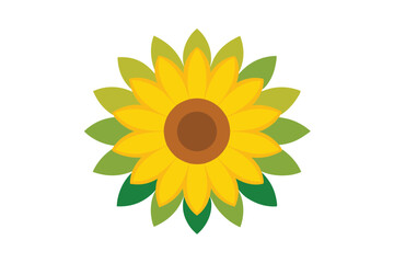 sunflower on white background