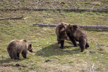 Grizzly Bear Sow and Cubs Playing in Springtime in Yellowstone National Park