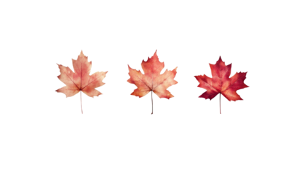 Three Stages of Autumn Maple Leaf Color Change From Pale Orange to Deep Red