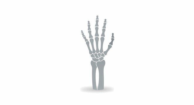 Human Hand Bone Structure Anatomy Illustration