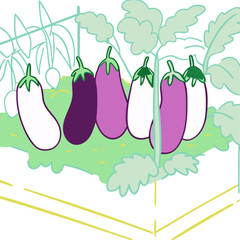 Variety of eggplants growing in a garden bed with greenery  
