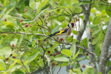 European Goldfinch (Carduelis carduelis) sitting in a tree in Zurich, Switzerland