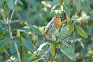 European robin (Erithacus rubecula) sitting on a tree branch in Zurich, Switzerland