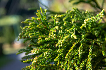 Stiff, pointed leaves arranged in a spiral protect the araucaria’s branches. Its fruit, the...