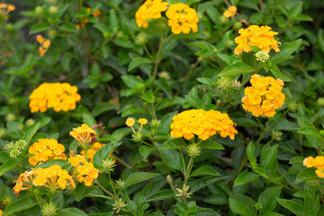Variety of plants and flowers at flower market