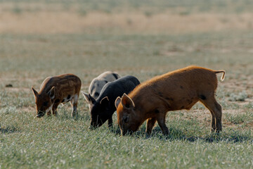 Four wild boars or pigs grazing on green grass in Kalmykia