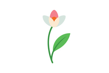 tulip flowers isolated on white
