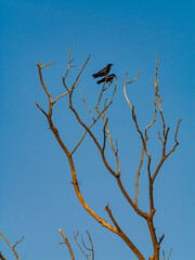 Two Crows Perched on Bare Tree
