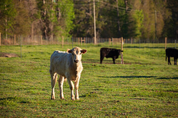 Young white angus bull in a pasture in Florida on a sunny spring morning