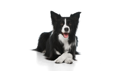 : Border collie laying on ground with front legs crossed and mouth open looking forward against white studio background. Concept of domestic animals, canine, grooming and veterinary services.