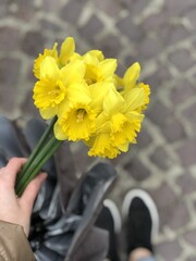 Bright yellow daffodils held in hand while walking on cobblestone street in the city