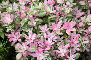 Variety of plants and flowers at flower market