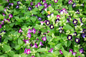 Variety of plants and flowers at flower market