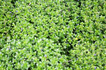 Variety of plants and flowers at flower market
