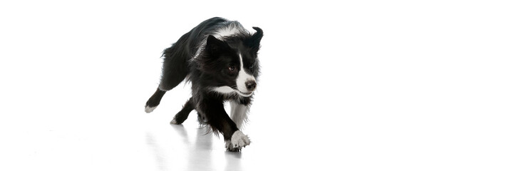 Banner. Border collie running across white studio background with focused expression, ready to...