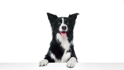 Border collie standing with front paws on white table looking forward with tongue out against white studio background. Concept of domestic animals, canine, grooming and veterinary services.