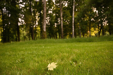 park nature landscape summer evening