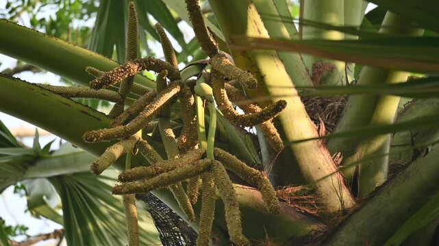 Borassus flabellifer flower. Its common names&nbsp;doub palm,&nbsp;palmyra palm,&nbsp;tala tree, tal palm,&nbsp;toddy palm,&nbsp;lontar palm,&nbsp;wine palm, Asian palmyra palm and&nbsp;ice apple.
