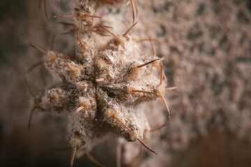 Cotton white scale on cactus skin. Cottony cushion scale are sap sucking insects with protective...