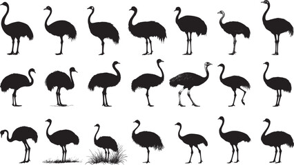 Ostrich Alert Neck fully extended head high wings close to body. full length silhouette black vector illustration