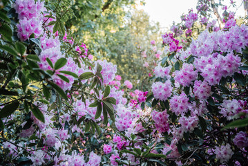 Blooming Pink Rhododendrons in Spring