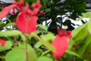 Variety of plants and flowers at flower market