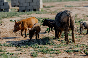 Wild boars or pigs grazing on green grass in Kalmykia