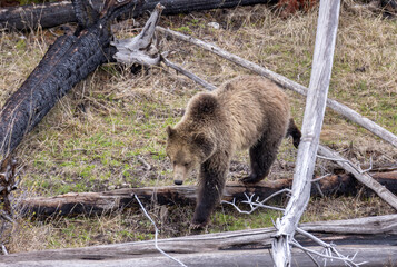 Grizzly Bear in Springtime in Yellowstone National Park Wyoming