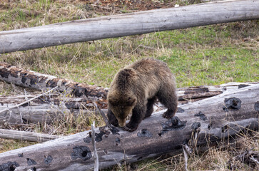 Grizzly Bear in Springtime in Yellowstone National Park Wyoming