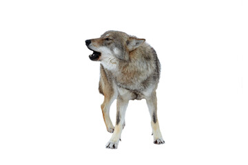 Howling Gray Wolf isolated on white background