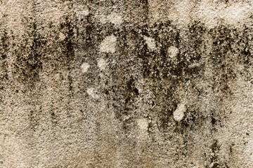 black mold on white wall as background.