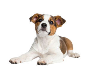 Mixed-Breed Puppy with Floppy Ears Lying Flat and Looking Up, Confused Expression, White PNG