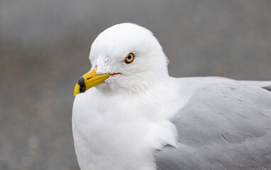 Ring-billed gull