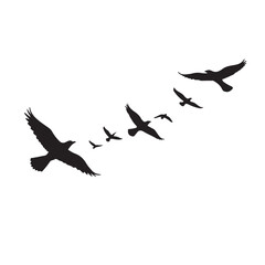 Silhouettes of Flying Birds on White Background vector