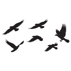 Silhouettes of Flying Birds on White Background vector