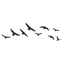 Silhouettes of Flying Birds on White Background vector
