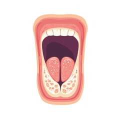 Open Mouth with Tongue Illustration Showing Anatomy and Oral Cavity Internal Structure on a White Background